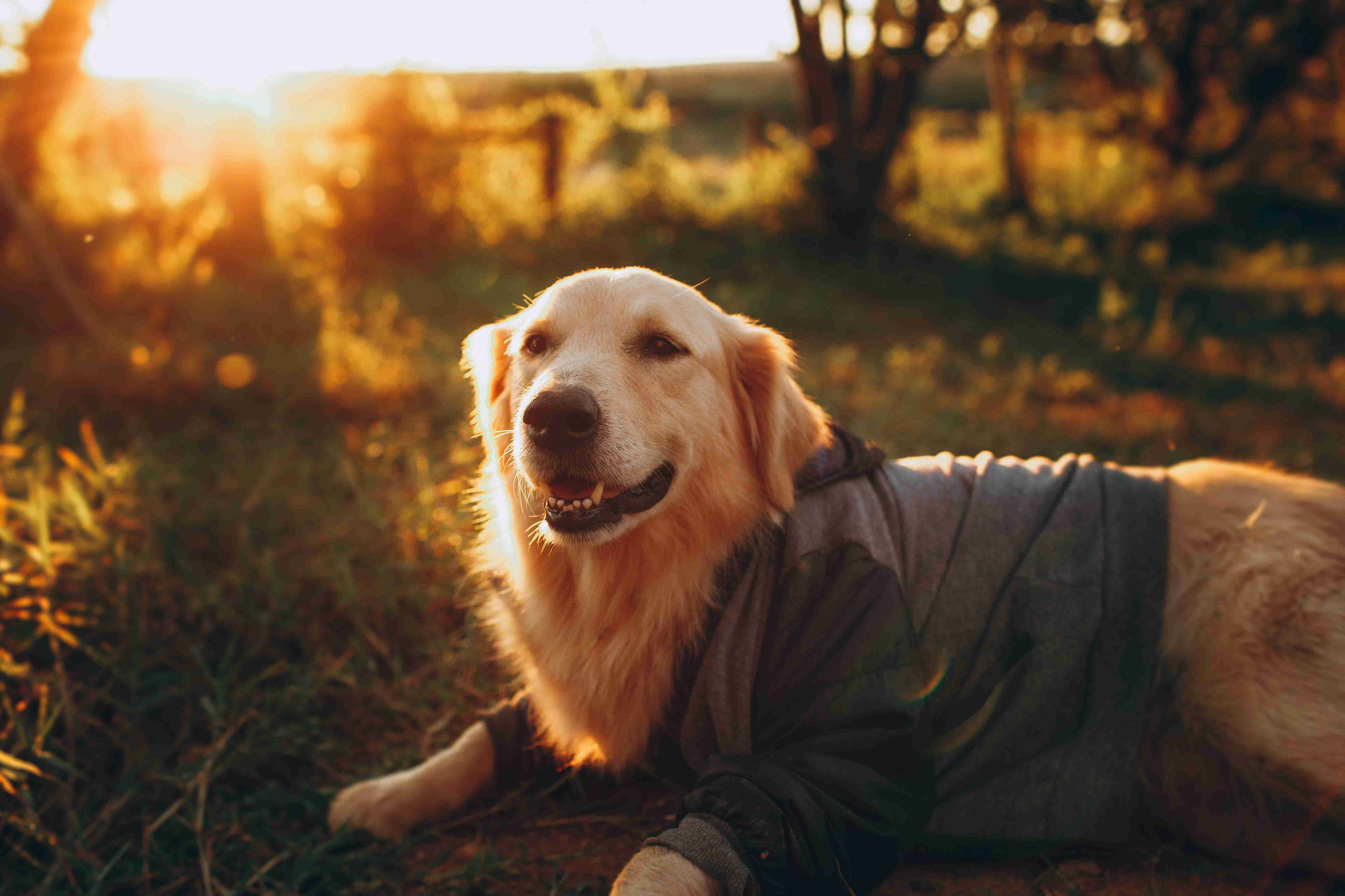 Top Tips for Flea and Tick-Free Golden Retriever Grooming